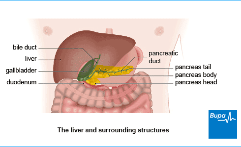 Liver-and-surrounding-structures